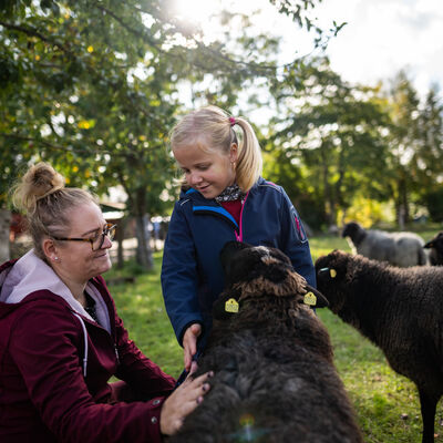 Eine Frau und ein Mädchen streicheln Schafe auf einer Weide.