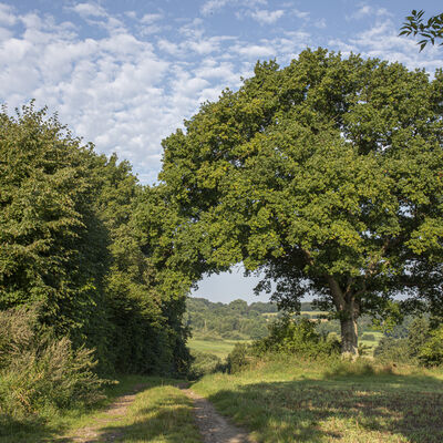 Landschaft im Traventhal mit Bumen und Wiesen unter blauem Himmel.