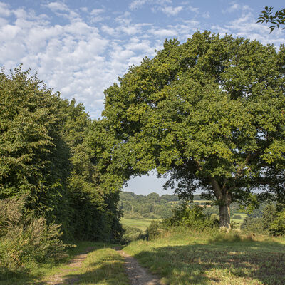 Landschaft im Traventhal mit Bäumen und Wiesen unter blauem Himmel.
