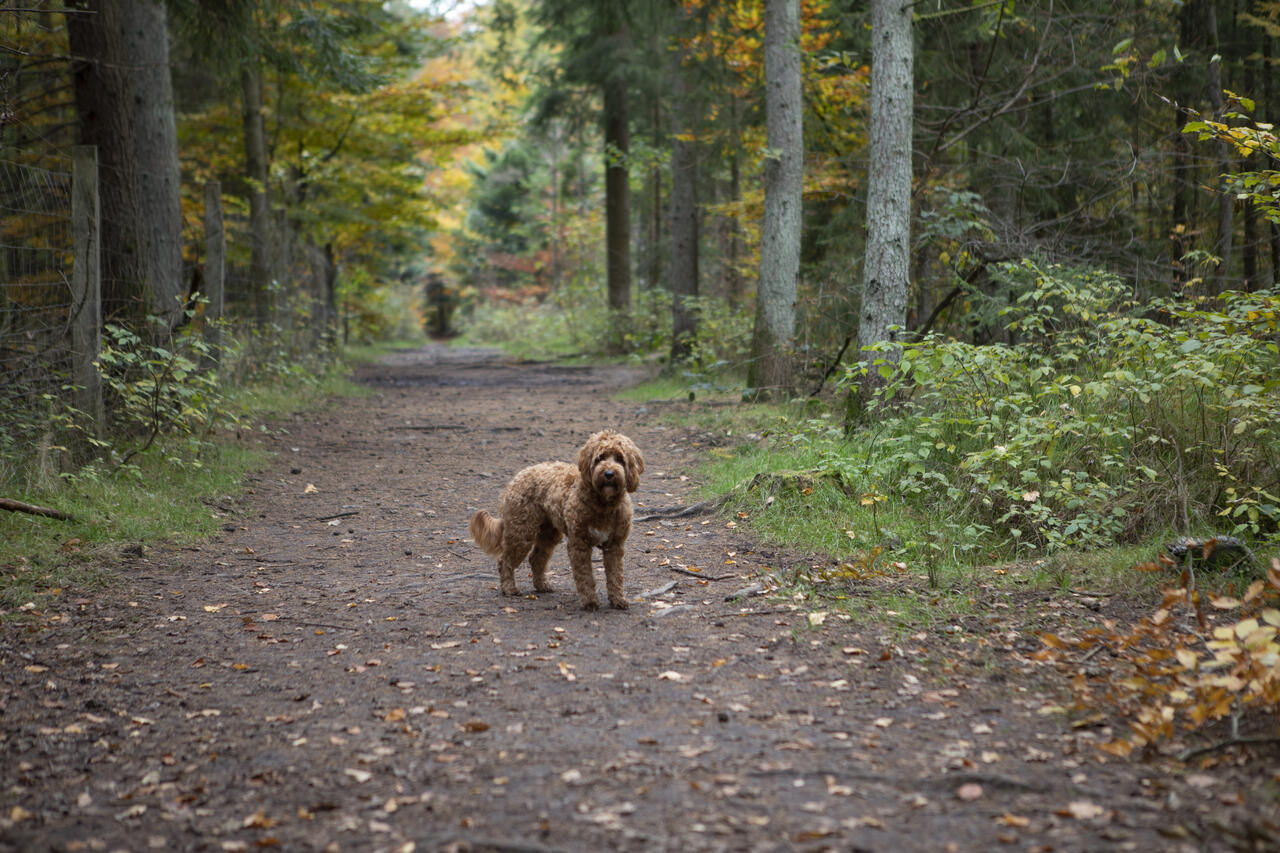 Ein Hunde steht auf einem Waldweg im herbstlichen Kreis Segeberg. Die Bäume haben teilweise gelbe Blätter.