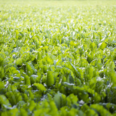 Grünes Salatfeld