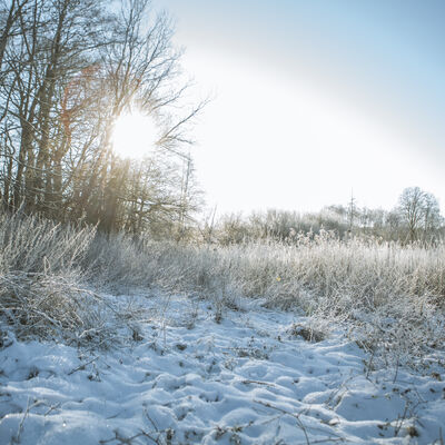 Eine Wiese und kleinere Bäume sind mit Schnee bedeckt. Die Sonne scheint.