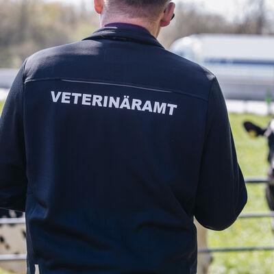 Ein Mitarbeiter des Veterinäramts begutachtet Kühe auf der Weide.