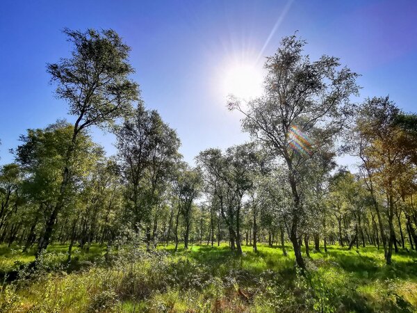 Das Bild zeigt einen lichtdurchfluteten Birkenwald bei blauem Himmel und Sonnenschein.
