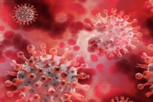 Mikroskopische Aufnahmen von Coronaviren.