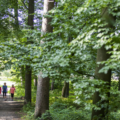 Nordic Walking im Wald.