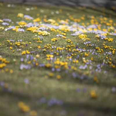 Eine Blumenwiese mit lila, gelben und weißen Krokussen.