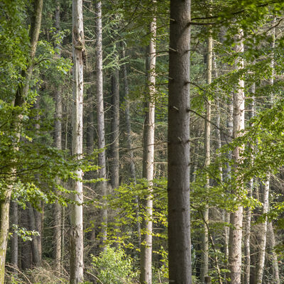 Ein Wald mit vielen grünen Bäumen.