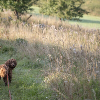 Hund auf der Wiese in Traventhal.