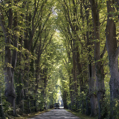 Eine Straße entlang einer Allee mit hohen, grünen Bäumen.