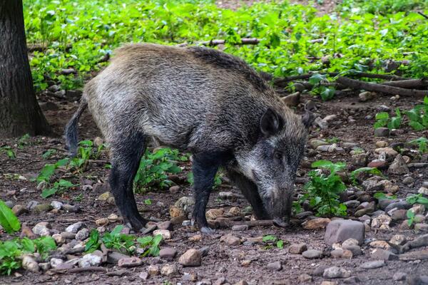 Ein Wildschwein schnüffelt auf dem Waldboden oder wühlt die Erde auf.