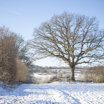 Eine Winterlandschaft mit verschneitem Feld und kahlen Bäumen. DEr Himmel ist strahlend blau.